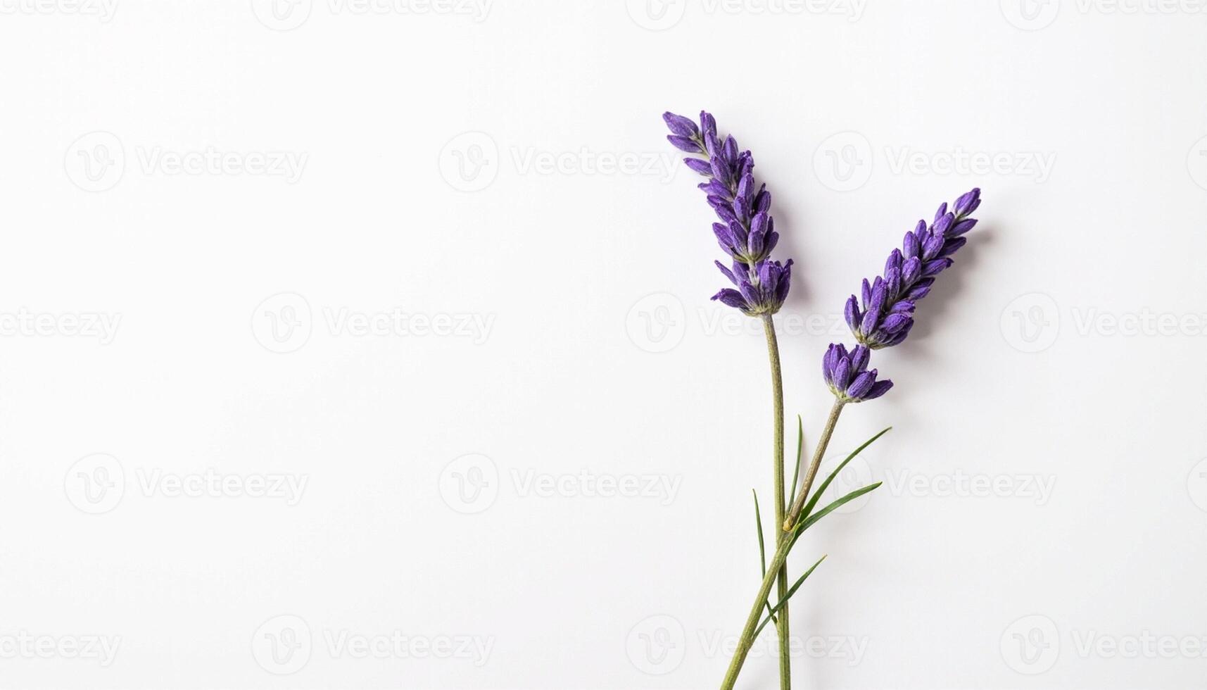 Lavender flowers on white background photo