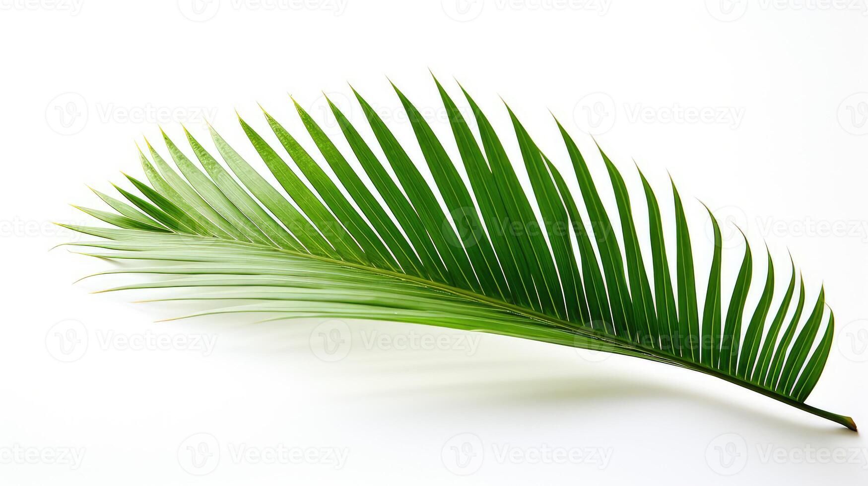 vibrant palm leaf white background photo