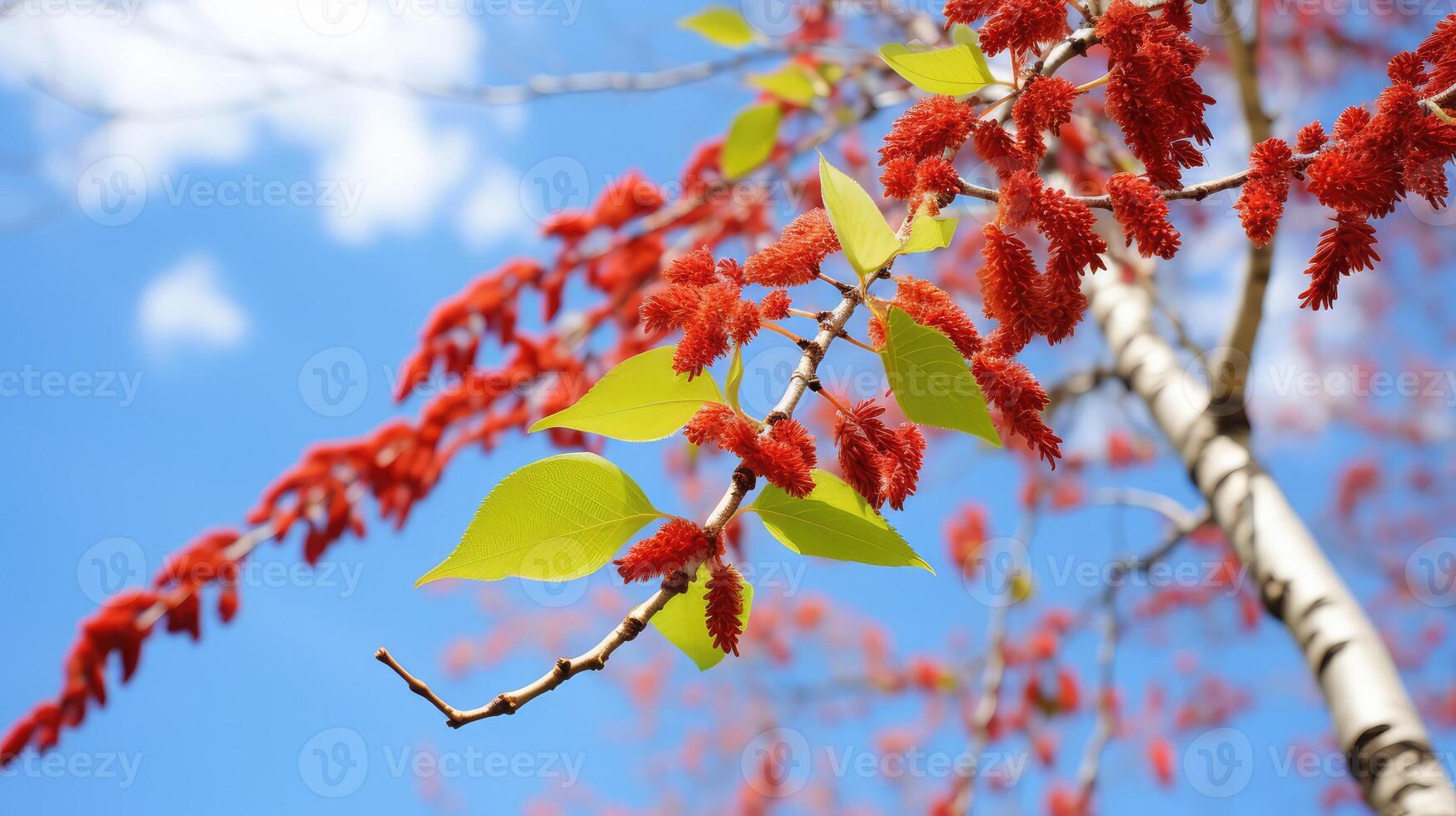 sky red birch photo