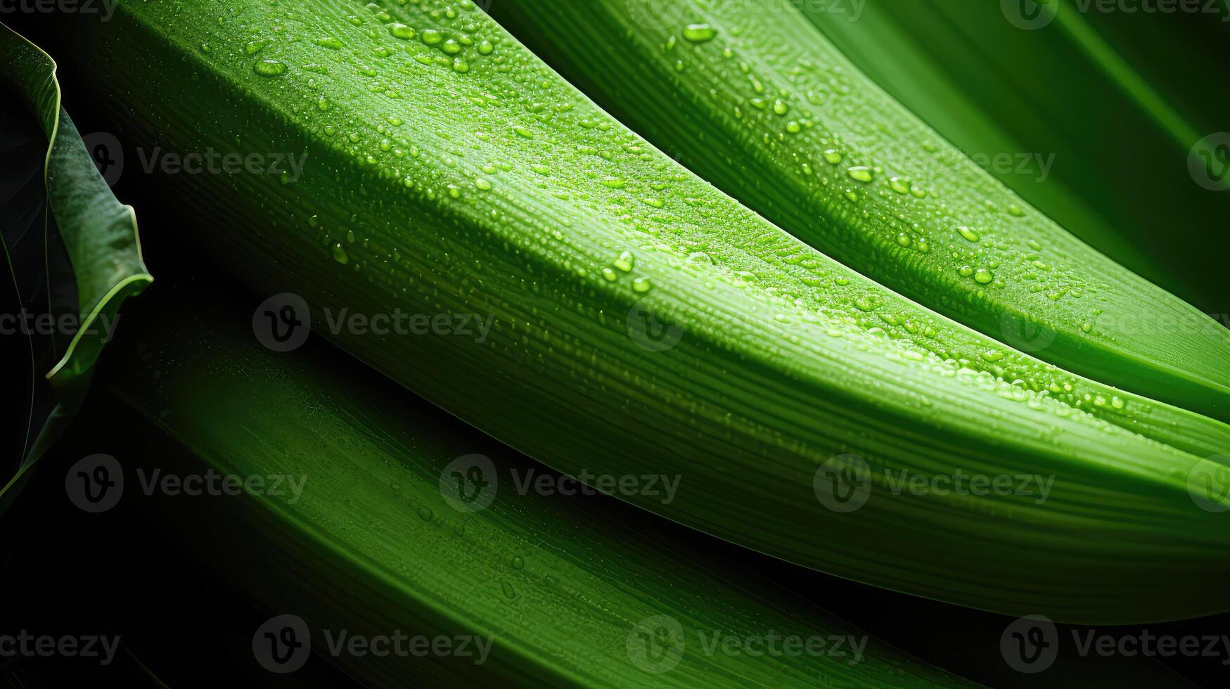 texture green plantain photo