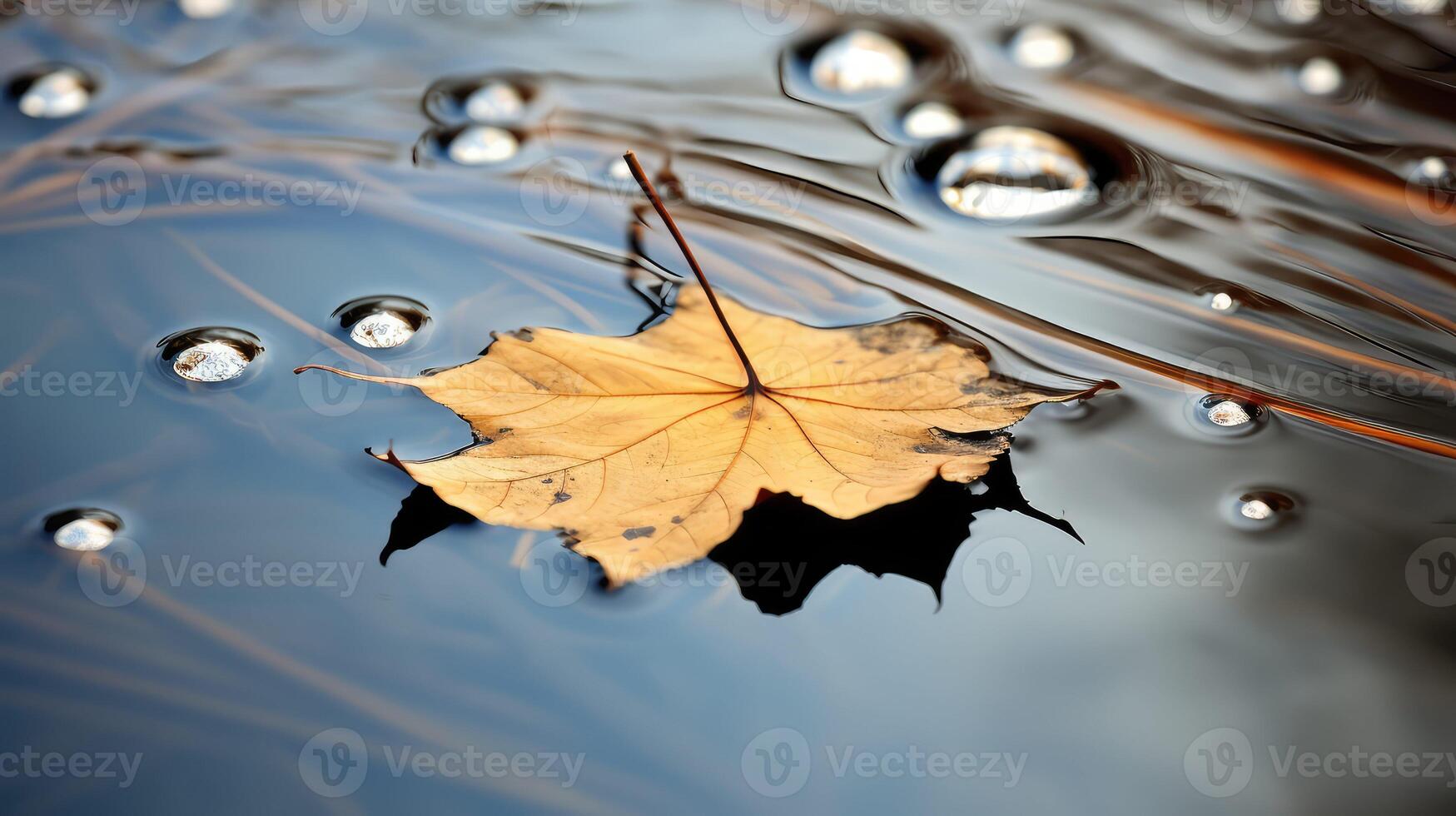 floating wet leaf photo