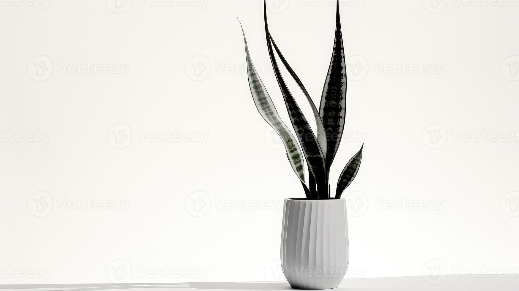 black snake plant silhouette photo