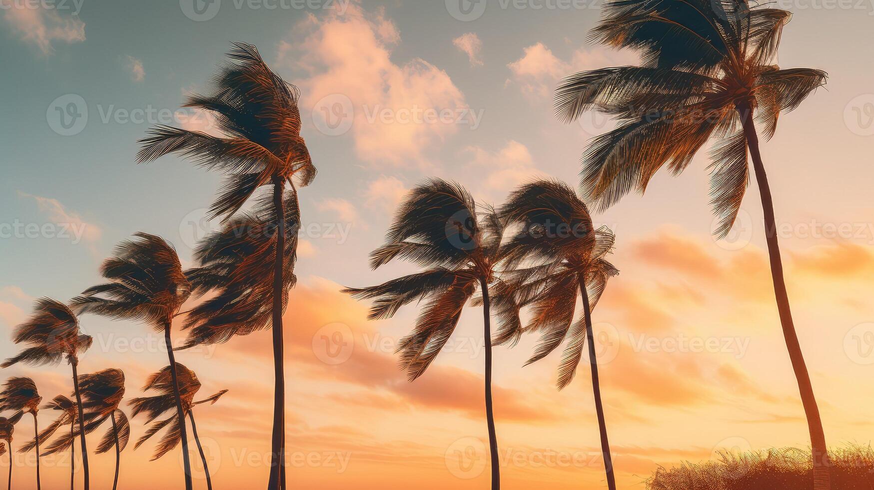 suntropical palm trees blowing photo