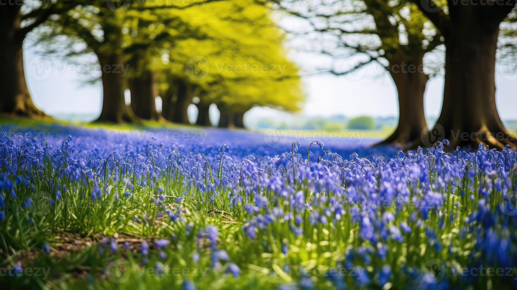 bells blossom blue field spring background photo