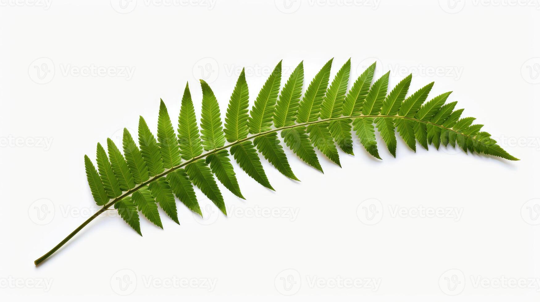 feathery leaf transparent background photo