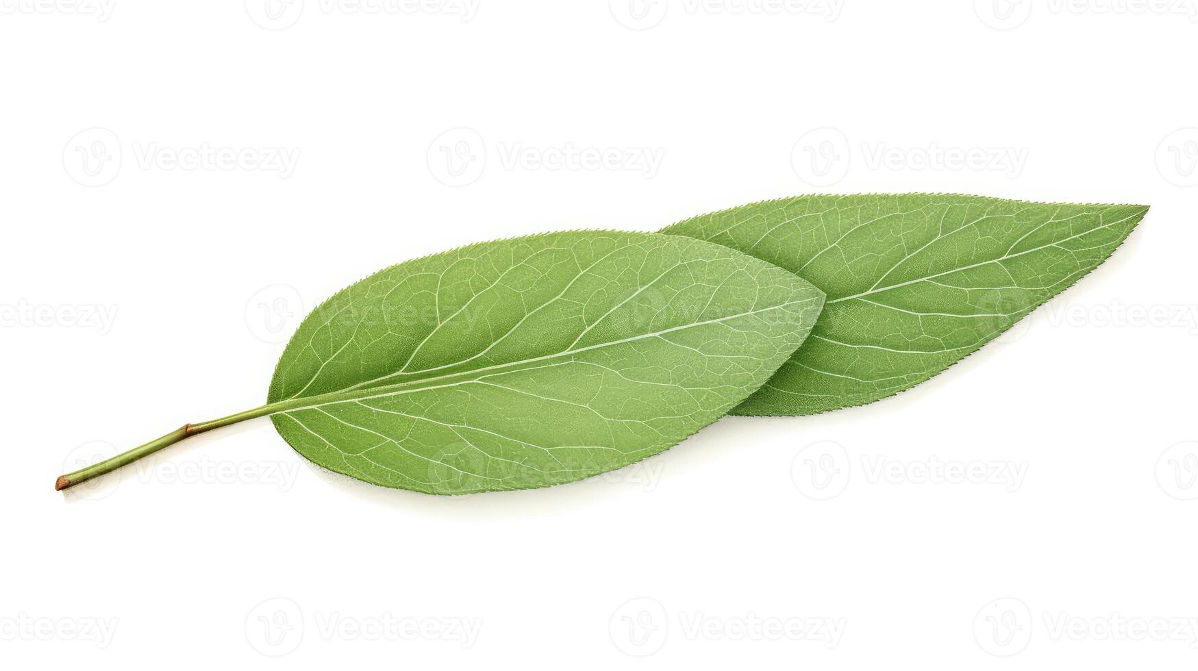 botanical sage leaf drawing photo