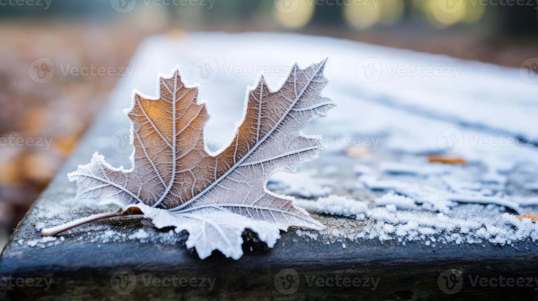 photograph oak leaf outline photo