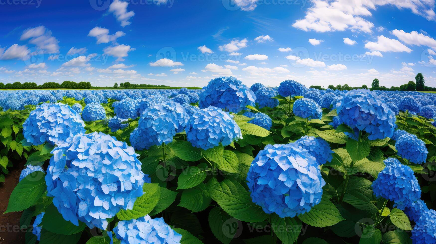 bloom blue plants photo