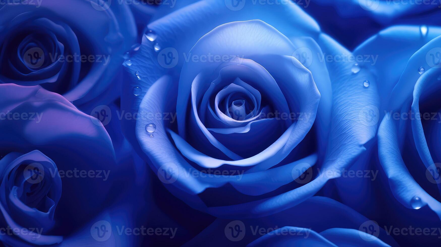 elegance blue rose petals photo