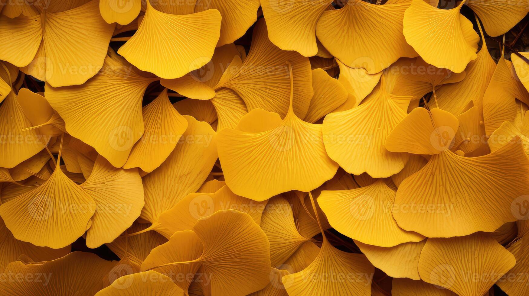 golden ginko leaves photo