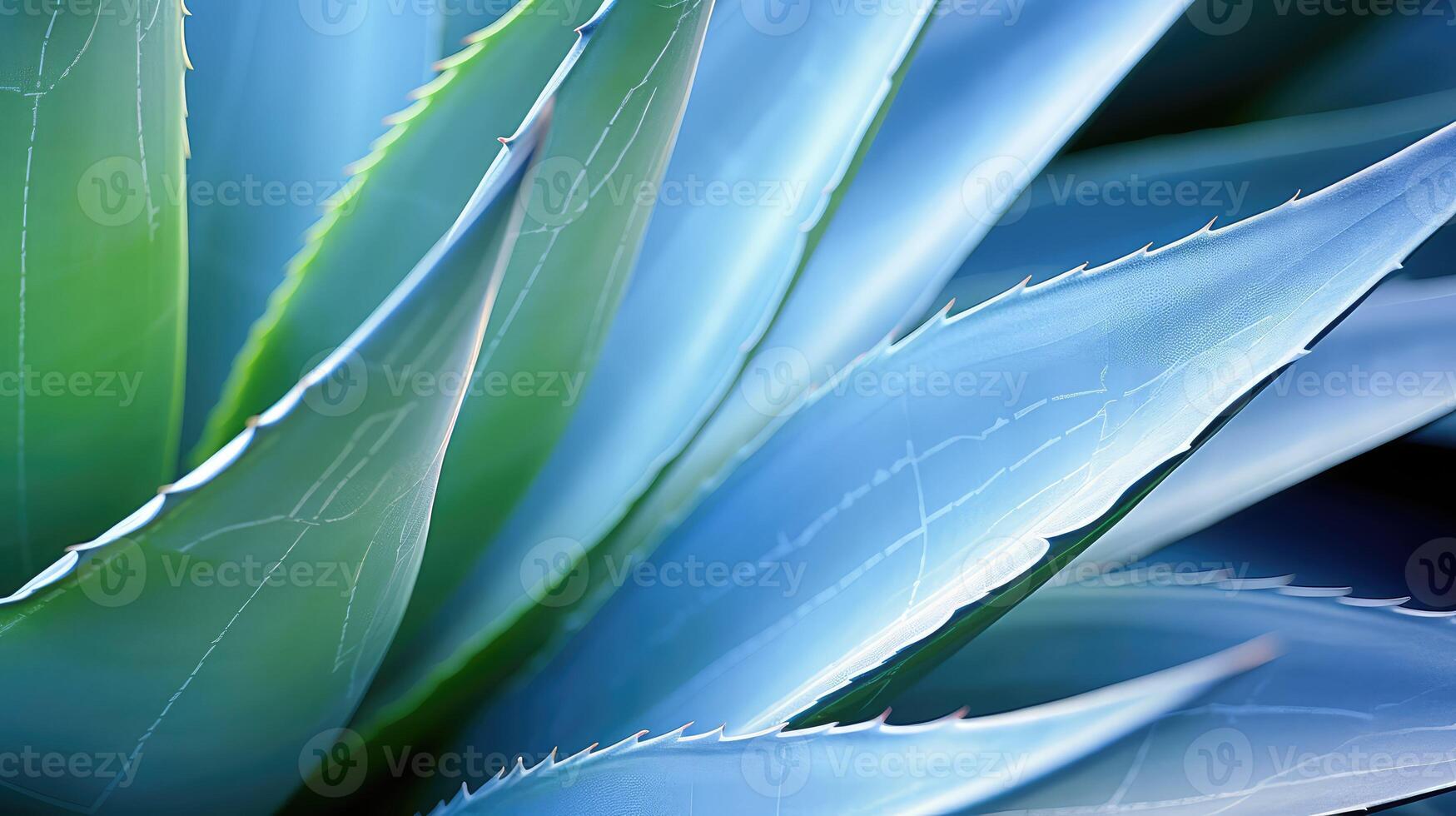 cactus desert plants photo