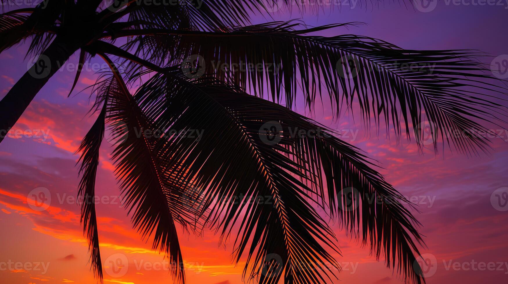 palm tree leaves sky photo