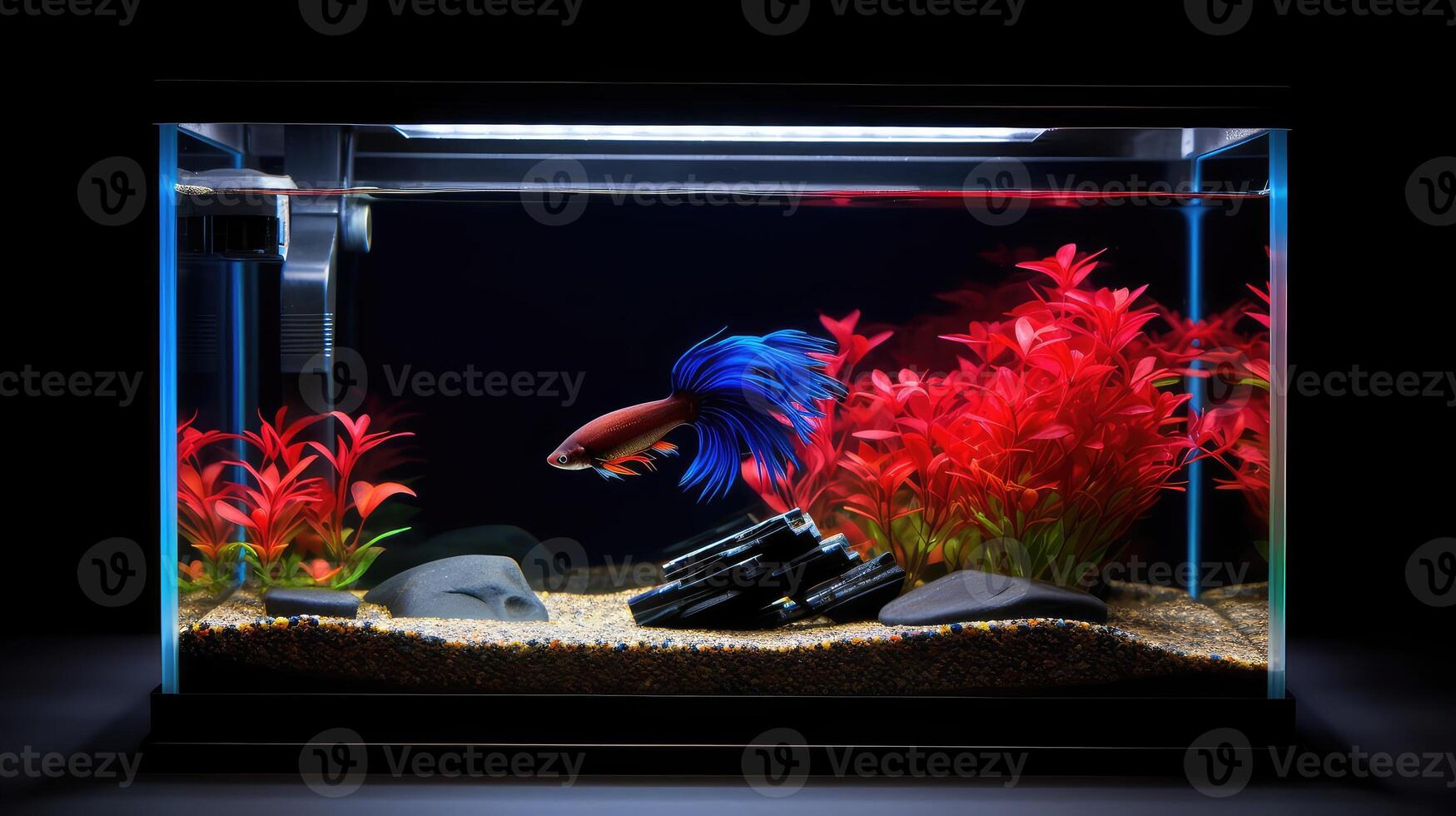 fish aquarium lighting photo