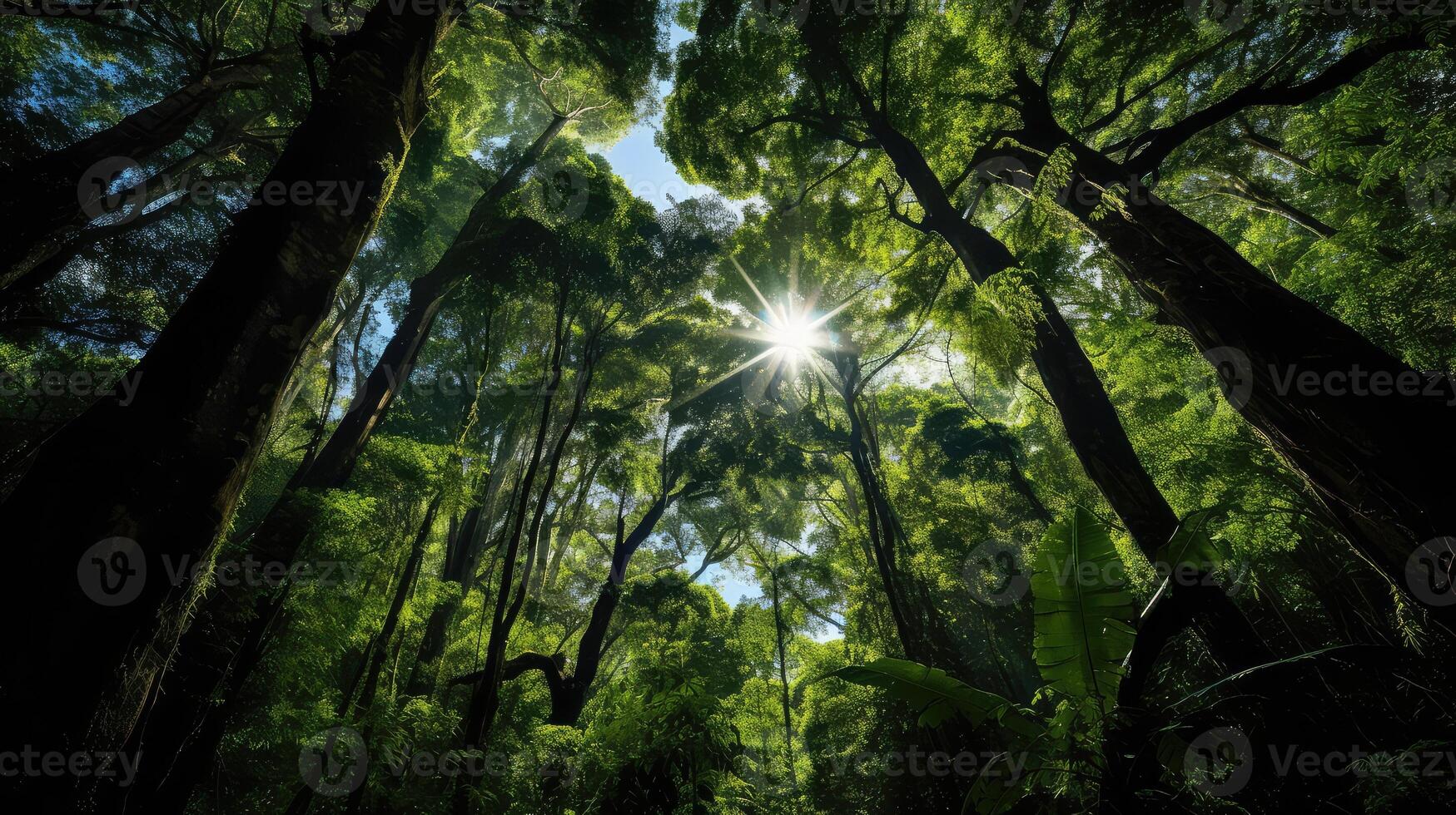 view rainforest tree photo