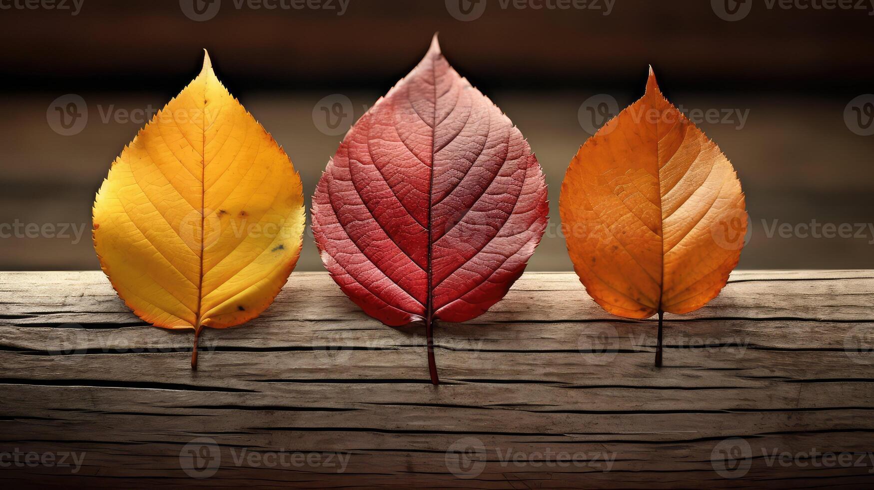photograph three leaves photo
