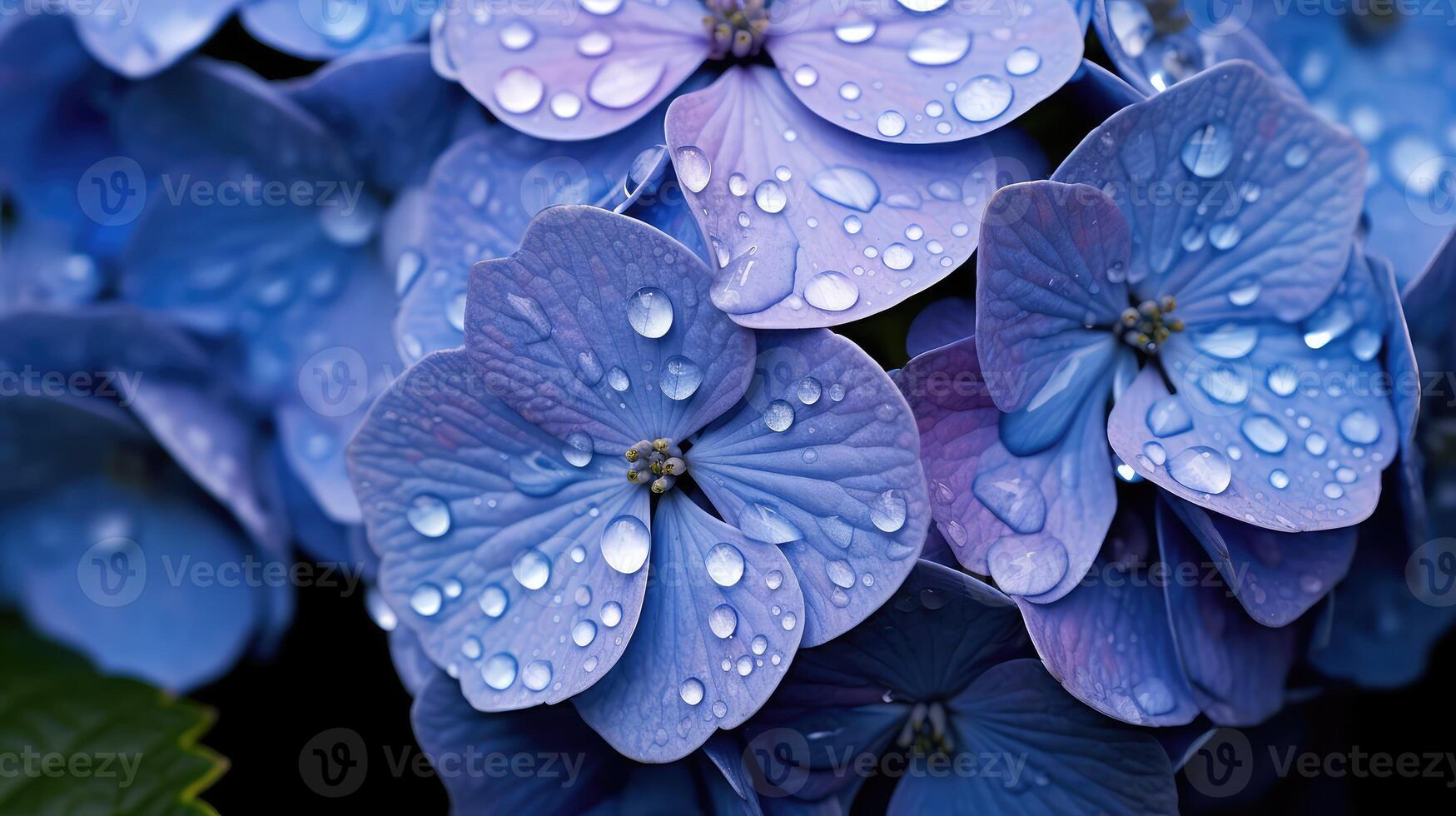 bloom blue flowers photo