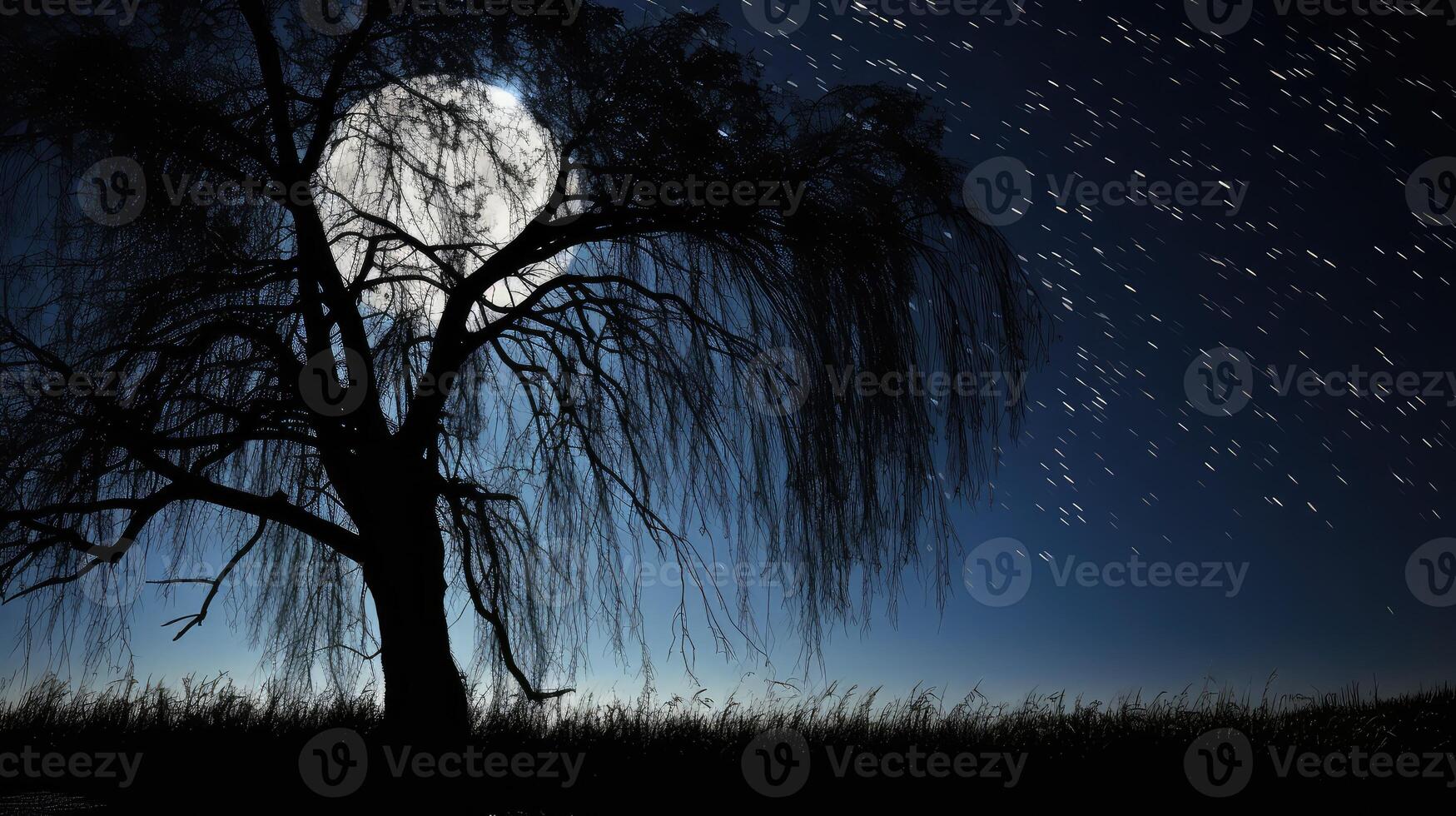 night willow tree silhouette photo