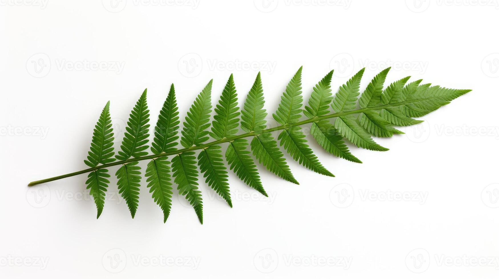 symmetrical leaf white background photo