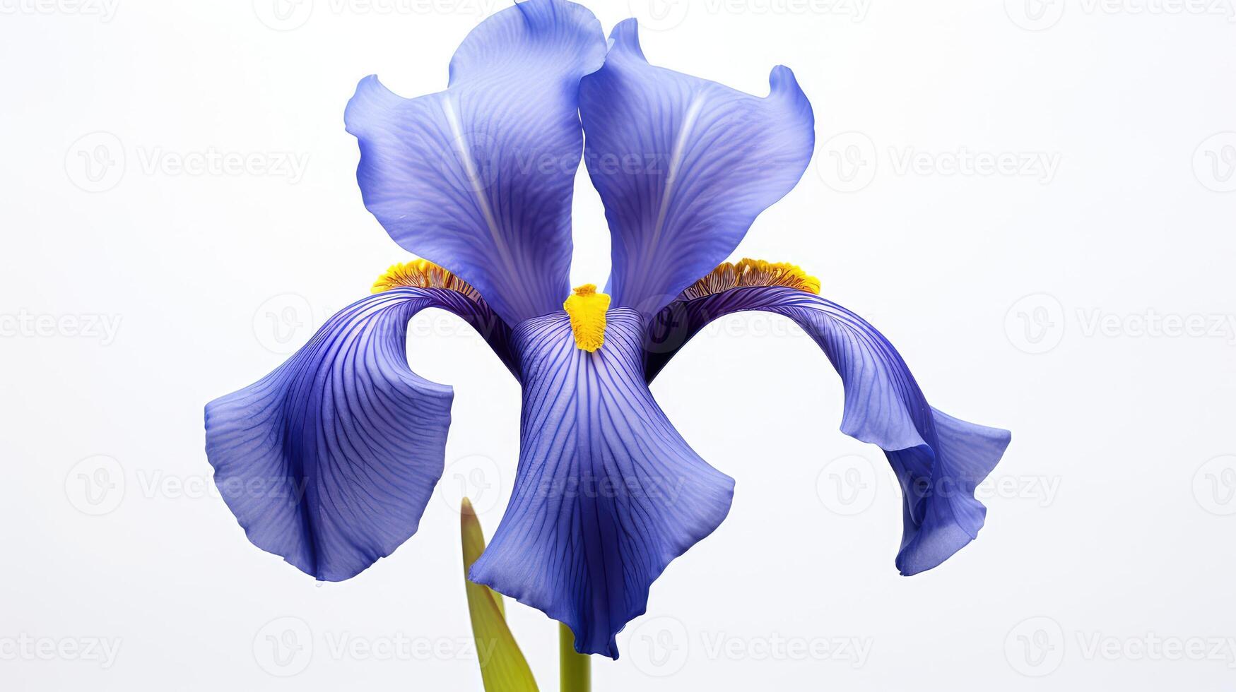 solitary blue flower isolated photo
