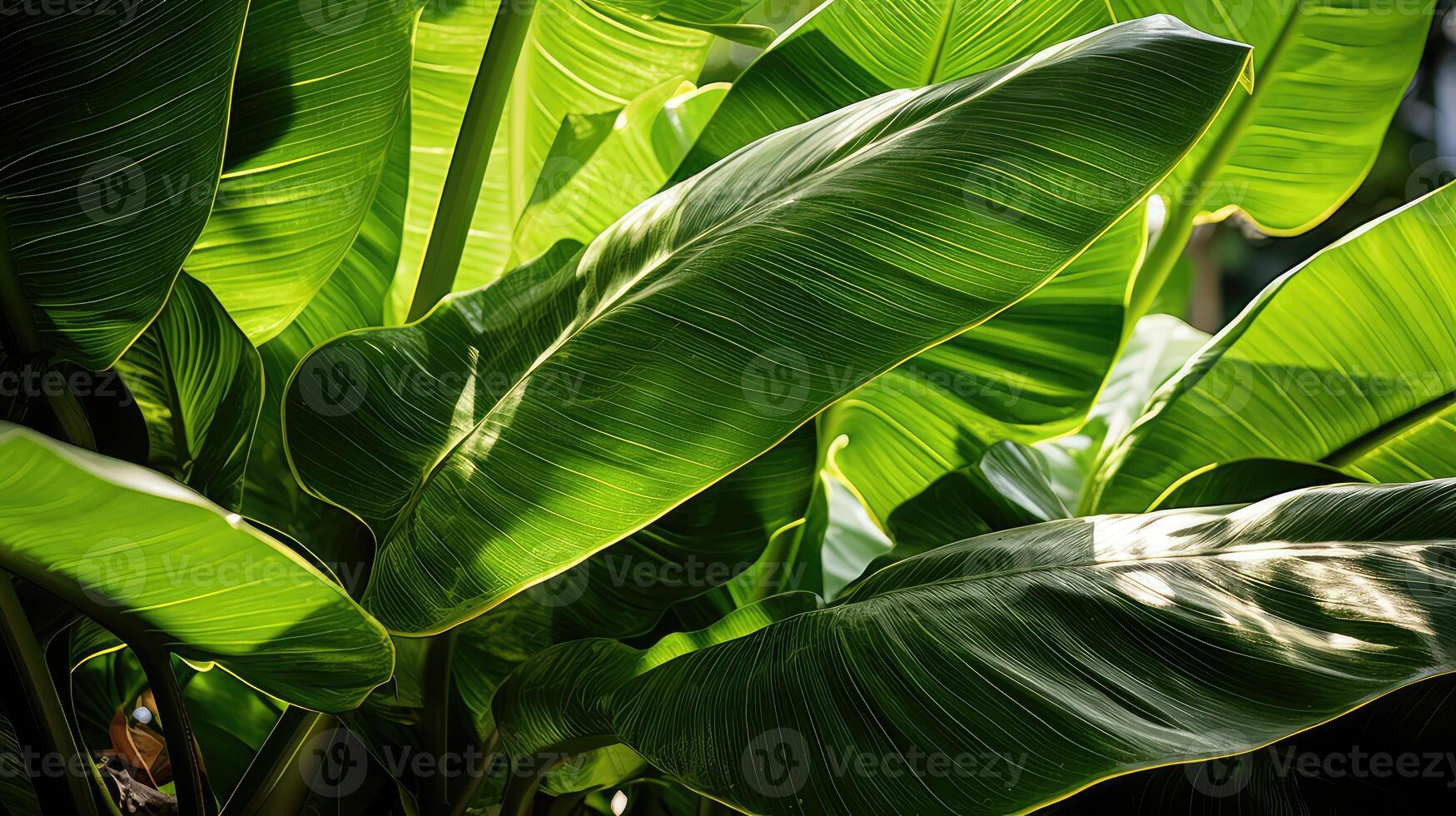 vibrant leaf image photo