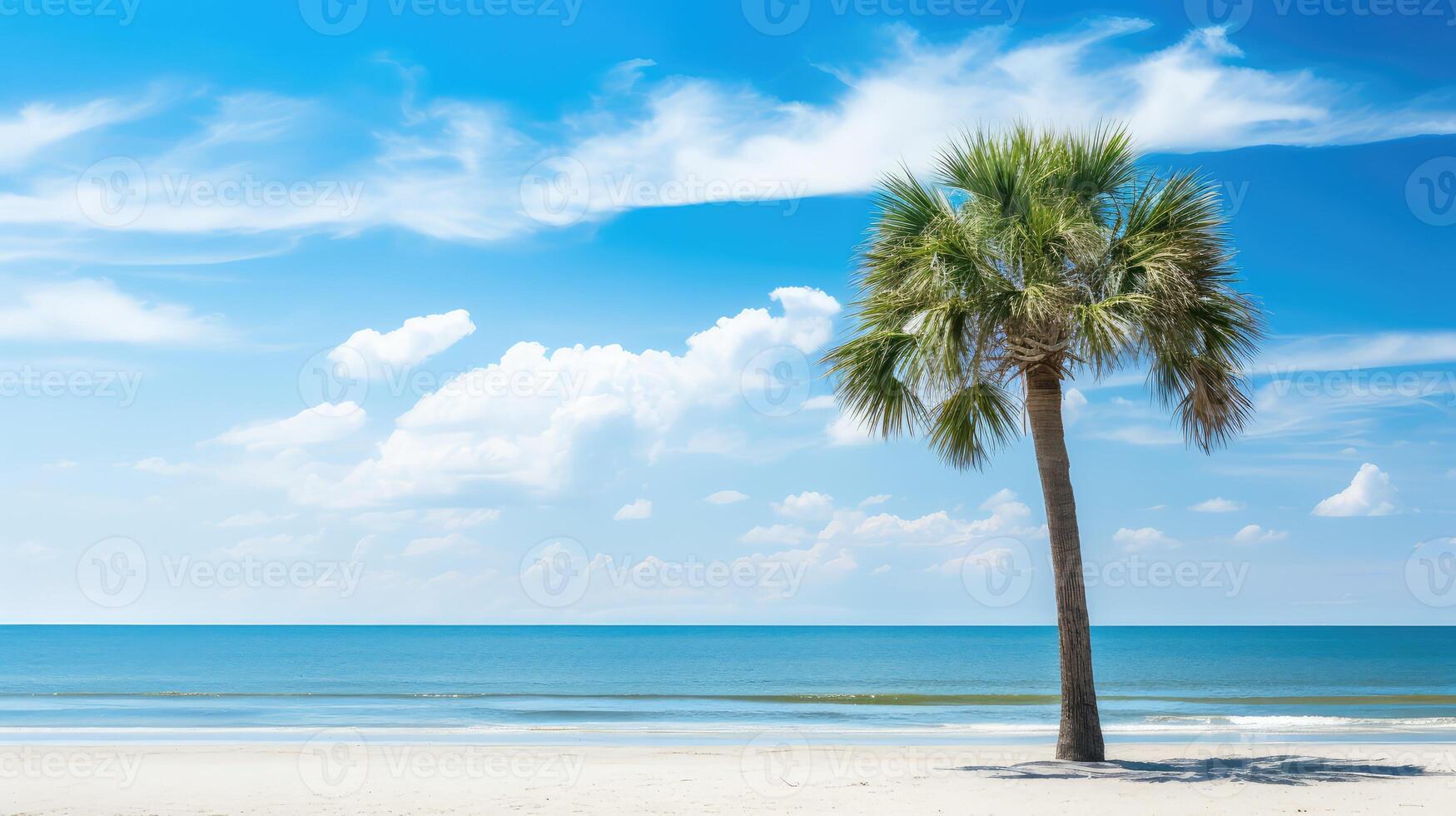 coast south carolina palmetto tree photo