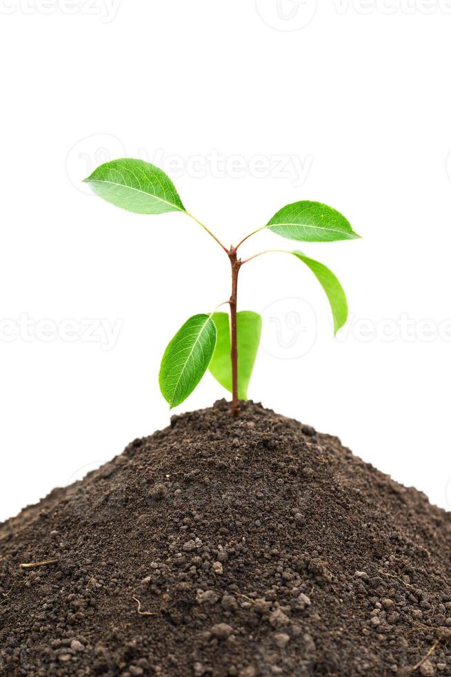 small pear tree sprout in a pile of ground isolated on white background photo