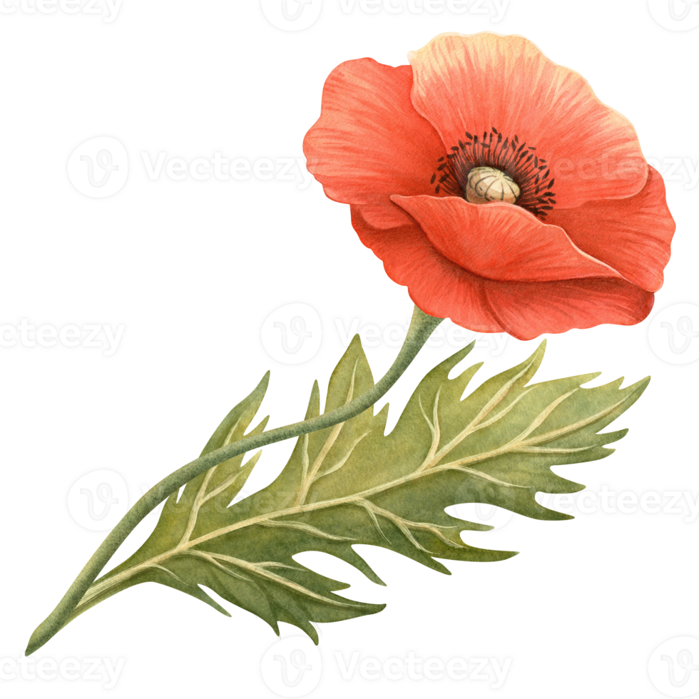 Red poppy flower with green leaf. Floral element, hand-drawn watercolor illustration. Symbol of Memorial, Remembrance, ANZAC, Veterans and Victory Day. Perfect for event banner, border, frame, bouquet png