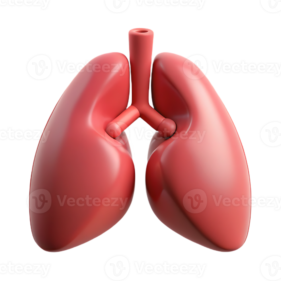 Detailed 3D Rendering of Human Lungs Anatomy for Medical Illustration png