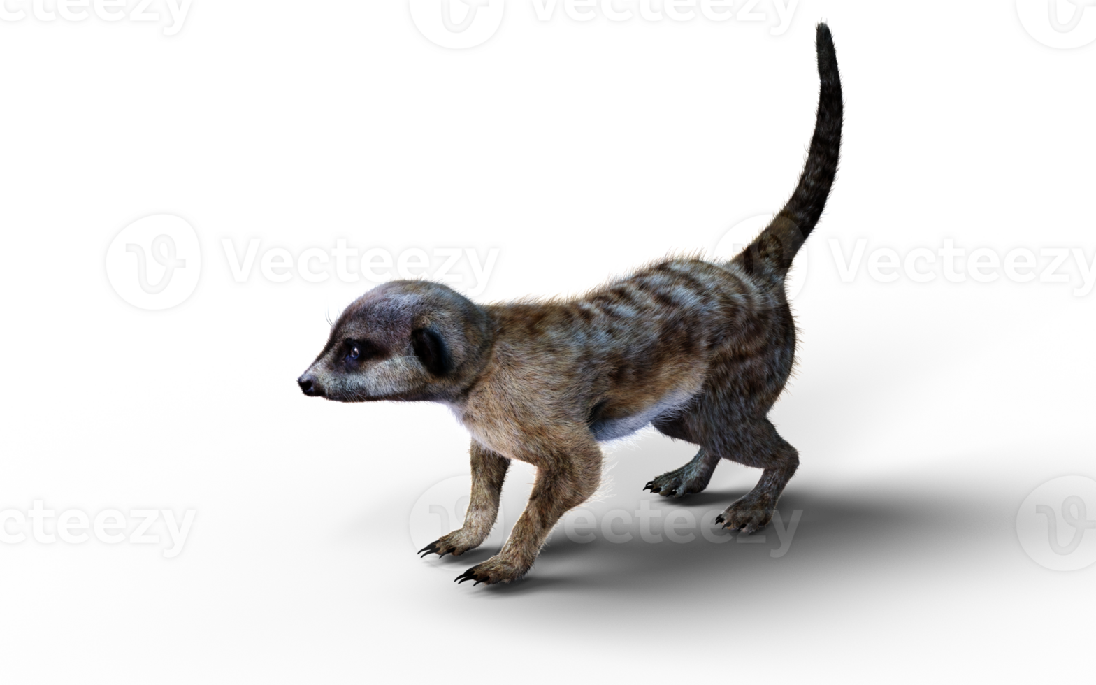 A Walking Pose of Meerkat Isolate. png