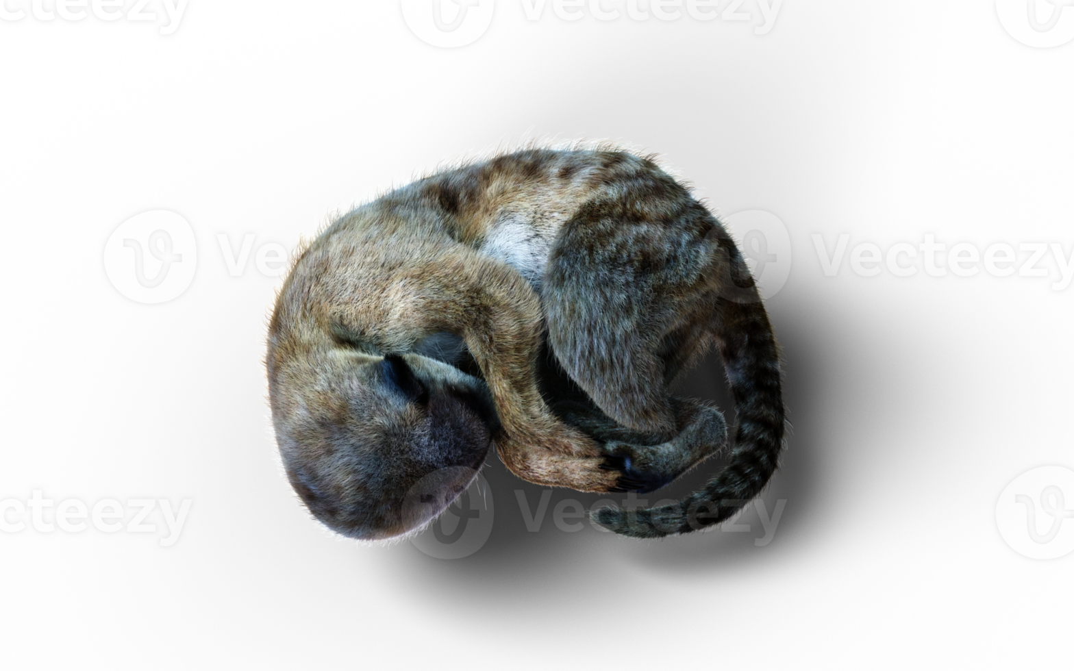 A Sleeping Pose of Meerkat Isolate. png