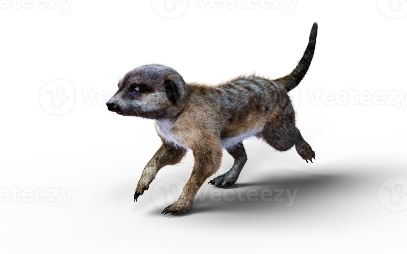 A Running Pose of Meerkat Isolate. png