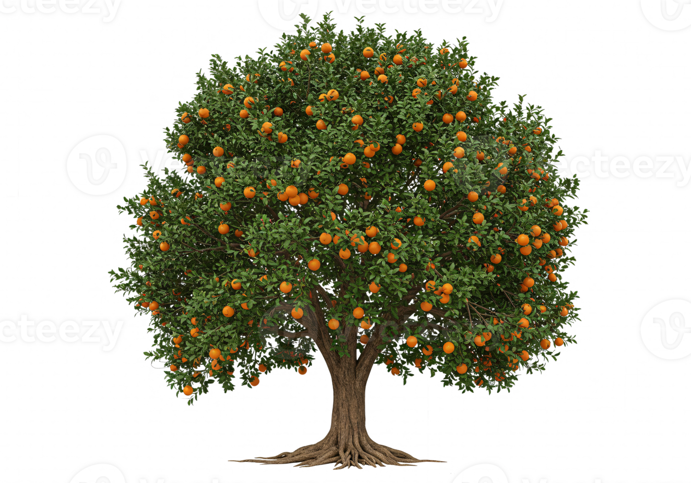 The Lush Orange Tree with Abundant Fruit png
