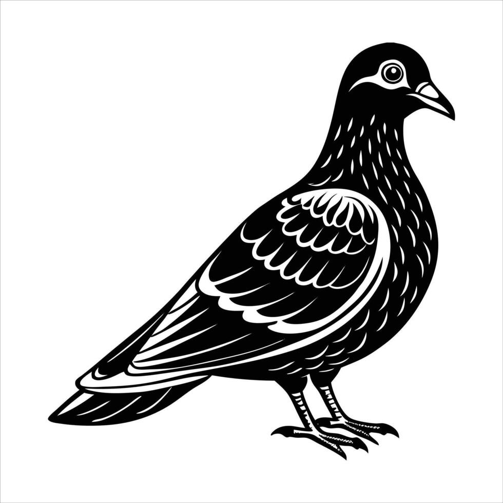 Pigeon looking over shoulder vector