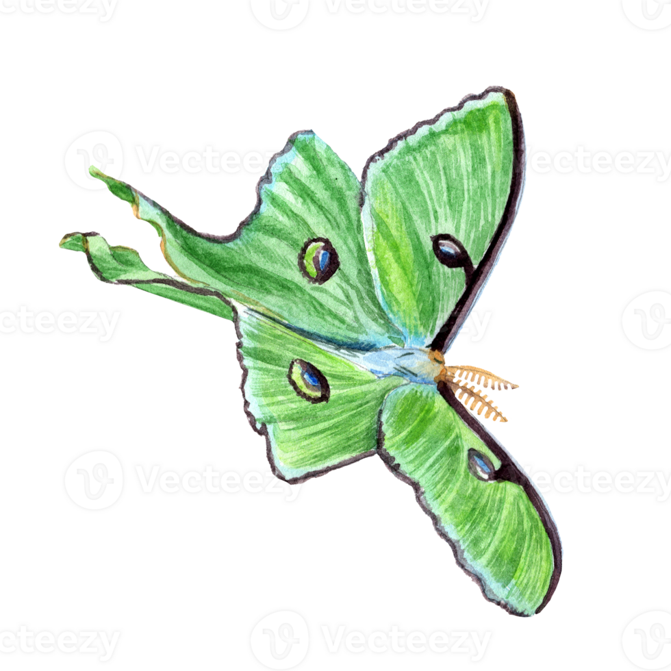 Hand-drawn flying Saturnia Butterfly png