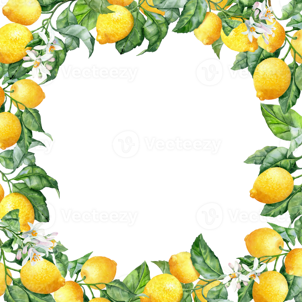 Hand-drawn square Frame with green Branches with Lemons and flowers png