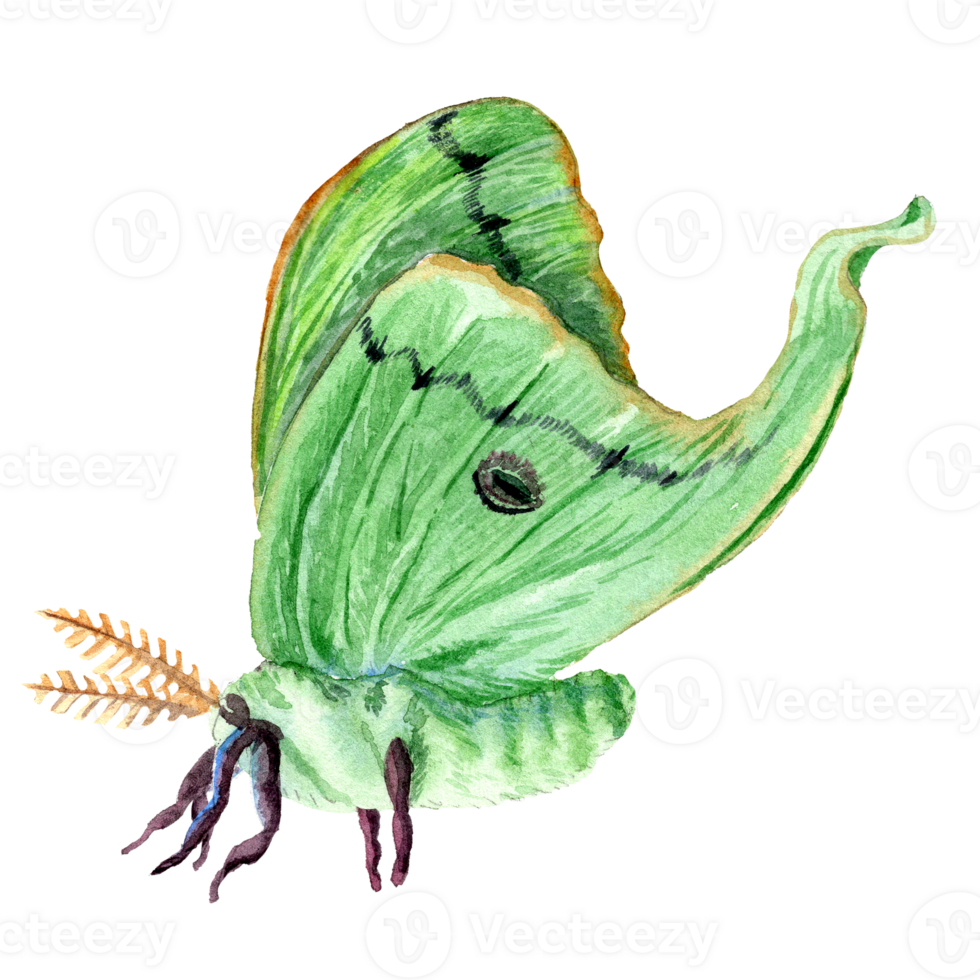 hand-drawn Saturnia butterfly png