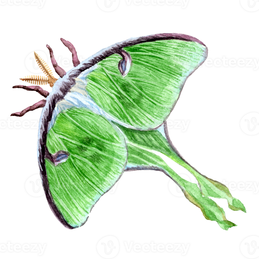 Saturnia butterfly in aquarelle technique png