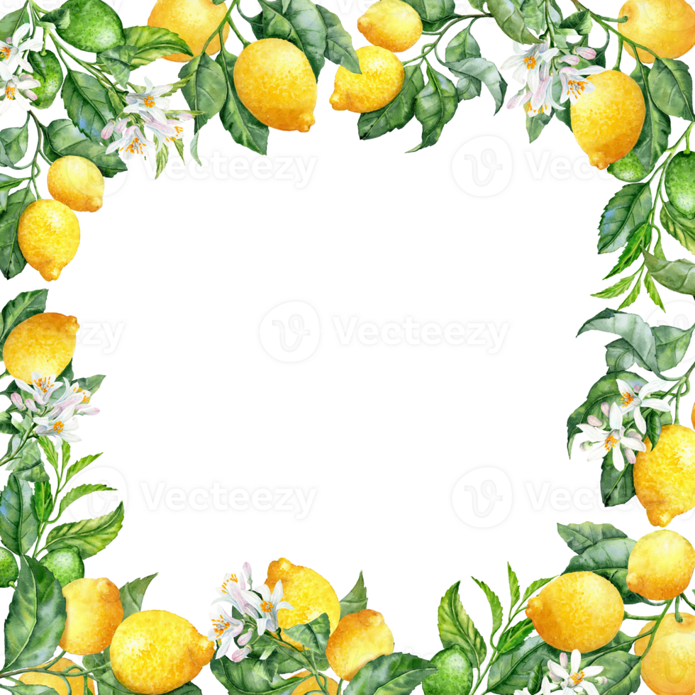 Hand painted square Frame with lush Branches with ripe and unripe Lemons png