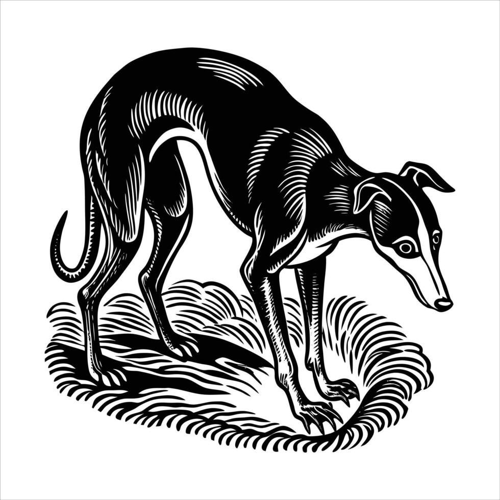 Greyhound dog vectors