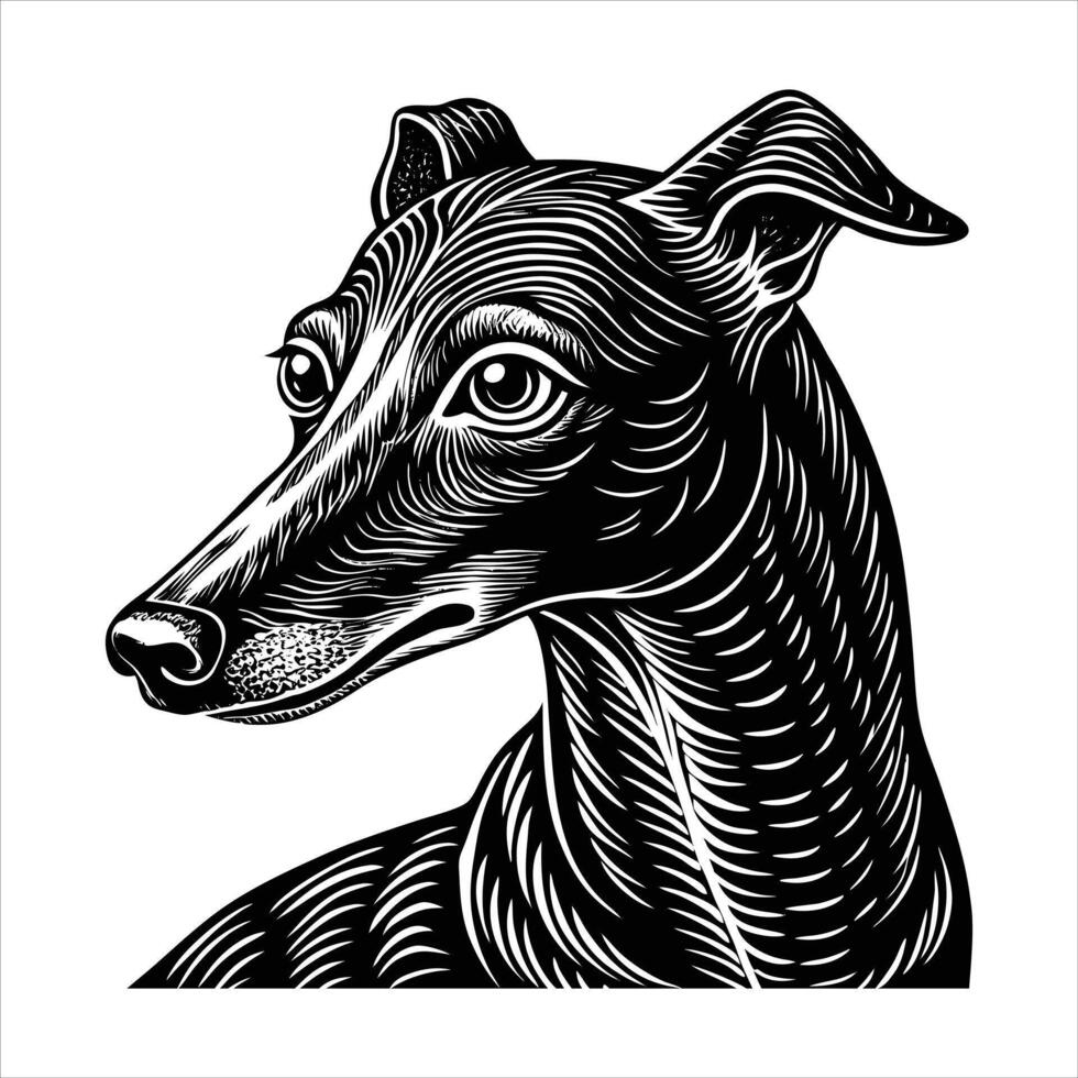 Rampur Greyhound Dog vector