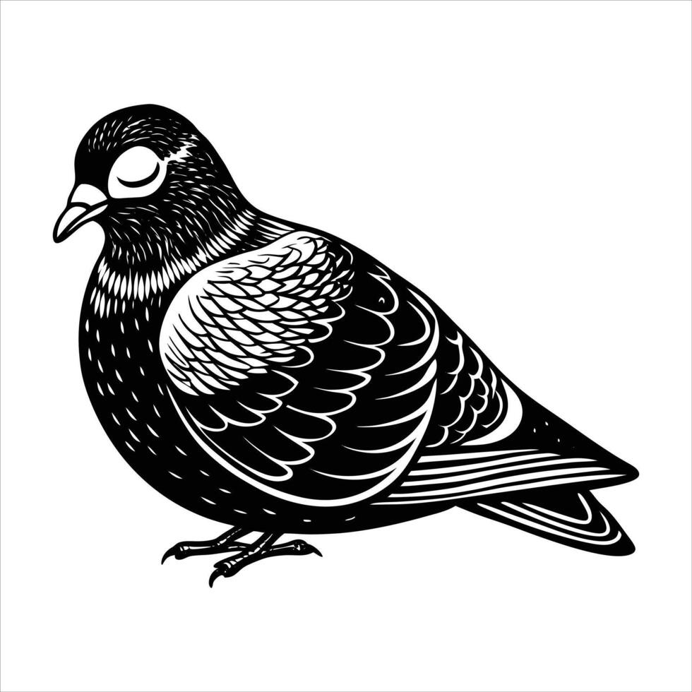 Pigeon Eyes Vectors