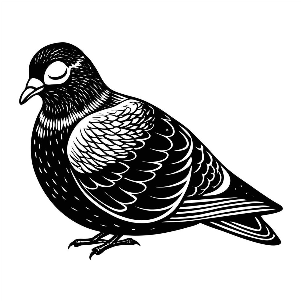 Pigeon Sitting A Park vector