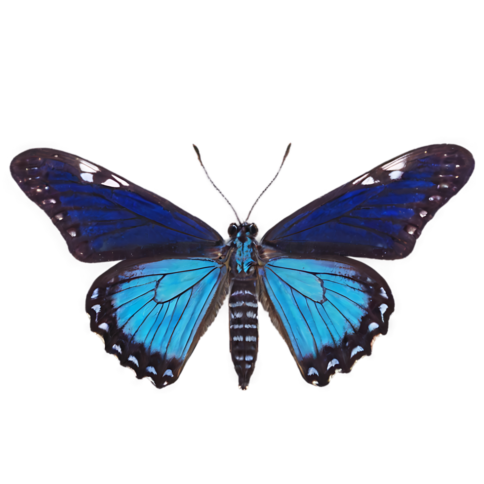 Exquisite close up view of a vibrant blue butterfly with detailed wing patterns png