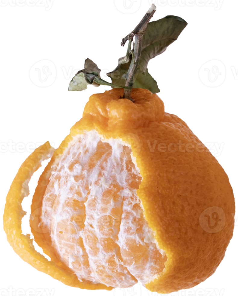 large chinese tangerine with leaves, with slices inside, on transparent background png