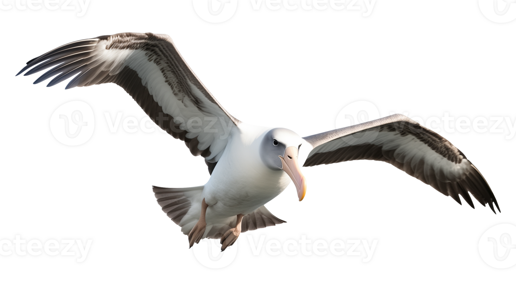 Albatross Flying Isolated on Transparent Background png