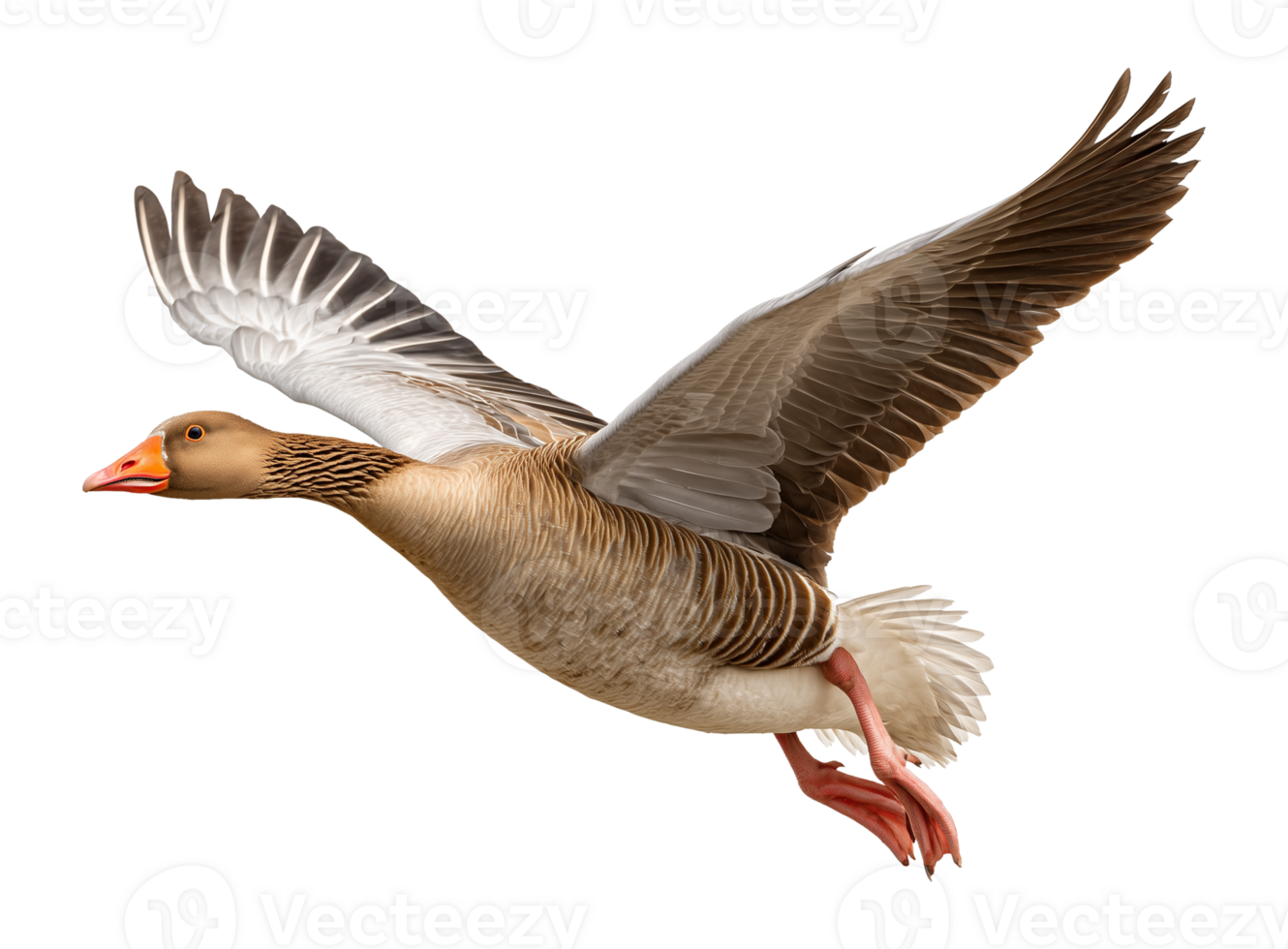 Canada Goose Flying Isolated on Transparent Background png