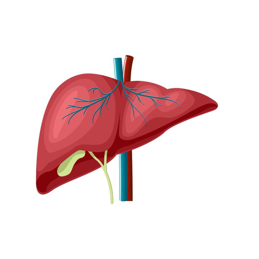 the medical structure of the liver vector
