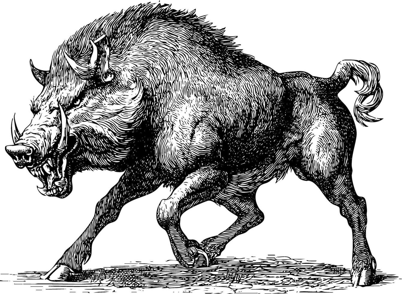 A powerful black and white woodcut illustration of a wild boar with large tusks. vector