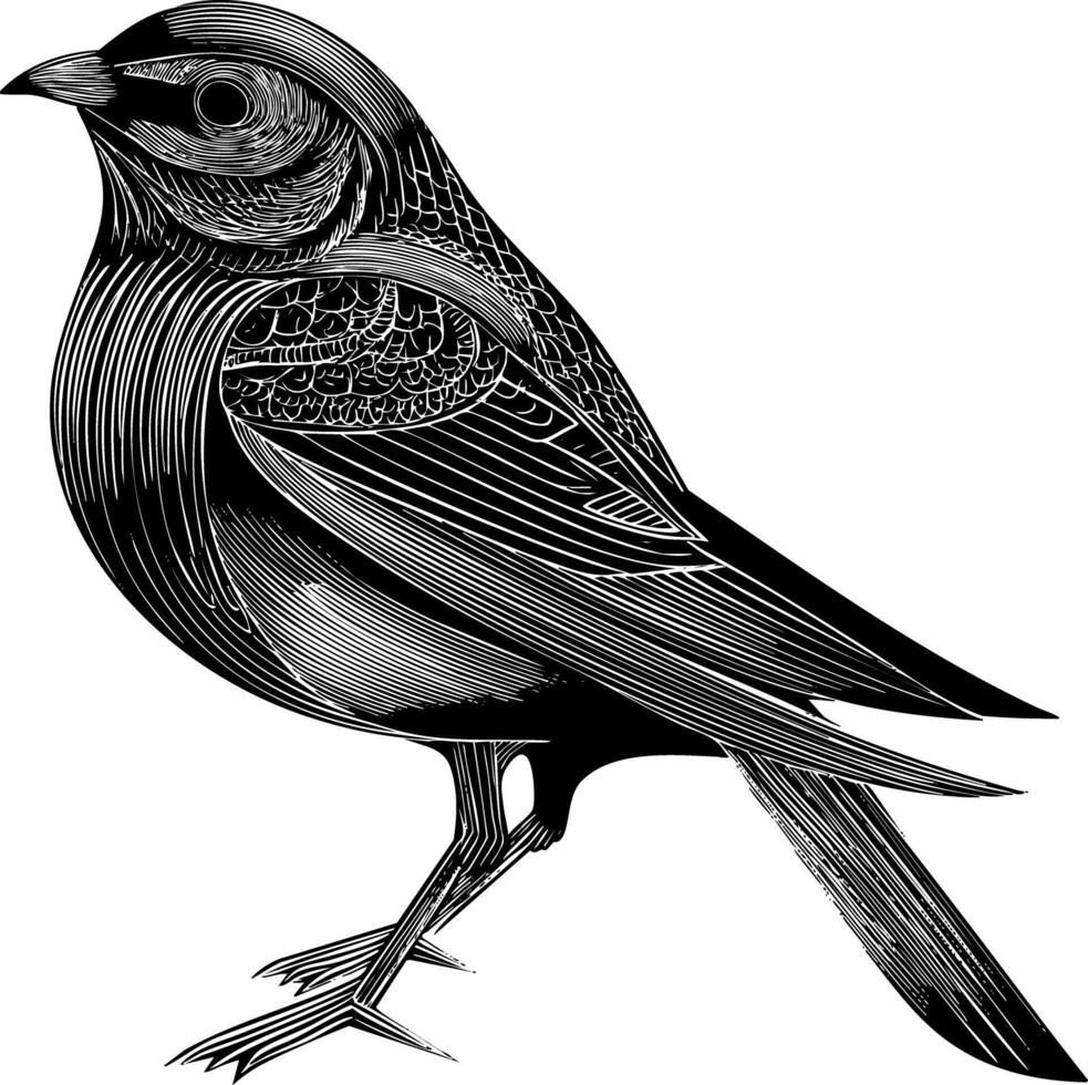 A black and white illustration of a bird, possibly a sparrow or a nightingale, depicted in a detailed woodcut or engraving style with textured feathers and fine lines. vector