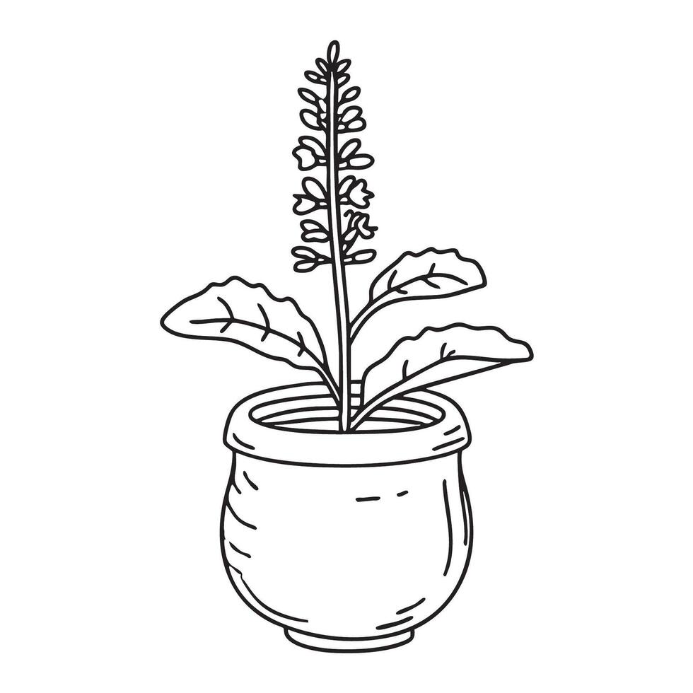 A tulsi plant potted in a tiny clay container vector